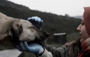 Ormana sürgün edilen köpekler!